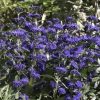 Caryopteris x clandonensis  'First Choice'