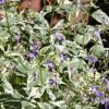 Caryopteris divaricata 'Snow Fairy' - Image 2