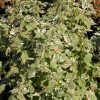 Caryopteris divaricata 'Snow Fairy'