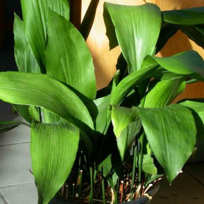 Aspidistra elatior