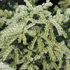 Pieris japonica var. yakushimanum 'Cavatine'