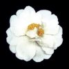 Camellia japonica 'Charlie Bettes' - Image 2