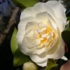 Camellia japonica 'Charlie Bettes'