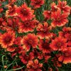 Coreopsis 'Desert Coral' - Image 2