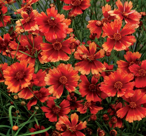 Coreopsis 'Desert Coral' - Image 2