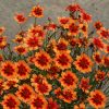 Coreopsis 'Desert Coral' - Image 3
