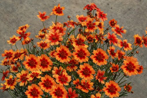 Coreopsis 'Desert Coral' - Image 3