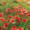 Coreopsis 'Desert Coral'