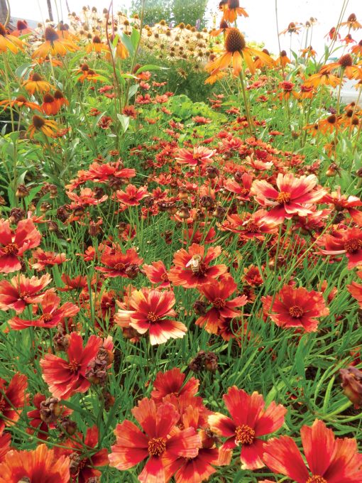 Coreopsis 'Desert Coral'