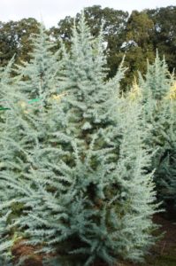 Cedrus deodara ‘Electra Blue’ | Kiefer Nursery: Trees, Shrubs, Perennials