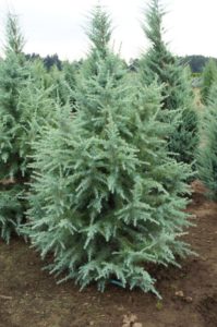 Cedrus Deodara ‘electra Blue’ 