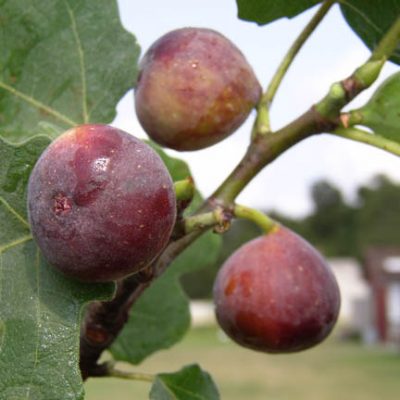 Ficus carica 'Celeste'
