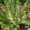 Polystichum acrostichoides - Image 2