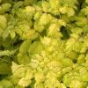 Astilbe 'Beauty of Lisse' - Image 3