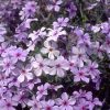 Phlox divaricata subsp. laphamii 'Chattahoochee' - Image 3