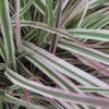 Pennisetum xadvena 'Cherry Sparkler' PPAF