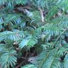 Cephalotaxus harringtonia 'Prostrata' - Image 3