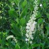 Clethra alnifolia 'Hummingbird'