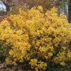 Clethra alnifolia 'Hummingbird' - Image 3