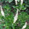 Clethra alnifolia 'Sixteen Candles'