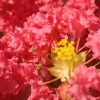 Lagerstroemia 'Cedar Lane Red'