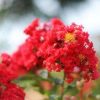 Lagerstroemia 'Cedar Lane Red' - Image 2