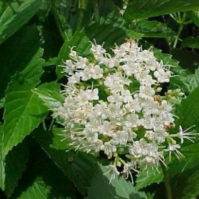 Viburnum dentatum 'Synnestvedt' (Chicago Lustre)