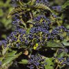Viburnum dentatum 'Synnestvedt' (Chicago Lustre) - Image 3