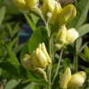 Baptisia 'Carolina Moonlight' - Image 2