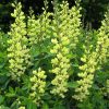 Baptisia 'Carolina Moonlight'