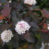 Physocarpus opulifolius 'Mindia' Coppertina