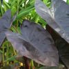Colocasia 'Royal Hawaiian Diamond Head' - Image 3