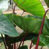 Colocasia 'Royal Hawaiian Hawaiian Punch' - Image 2