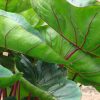 Colocasia 'Royal Hawaiian Hawaiian Punch' - Image 3