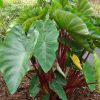 Colocasia 'Royal Hawaiian Hawaiian Punch'