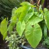 Colocasia 'Royal Hawaiian Maui Gold'