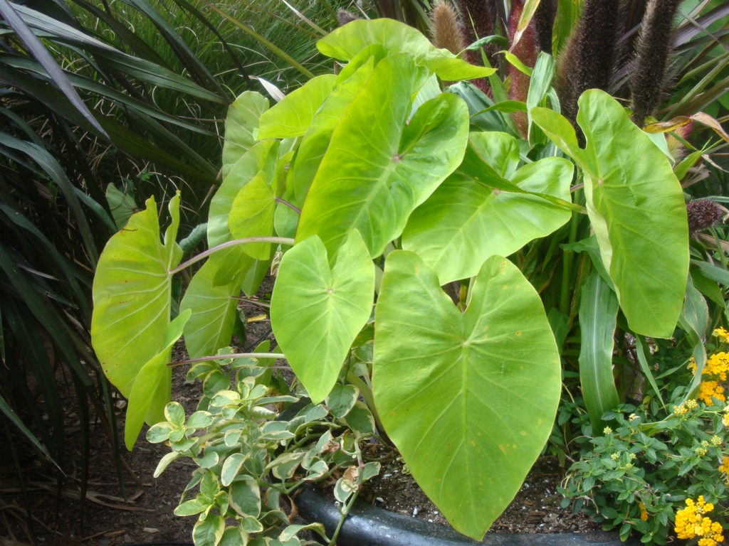 Colocasia Royal Hawaiian Maui Gold Kiefer Nursery Trees Shrubs 