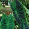 Colocasia esculenta var antiquorum 'Illustris'