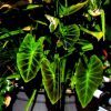 Colocasia esculenta var antiquorum 'Illustris' - Image 3