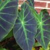 Colocasia esculenta var antiquorum 'Illustris' - Image 2