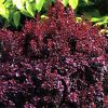 Berberis thunbergii 'Concorde'