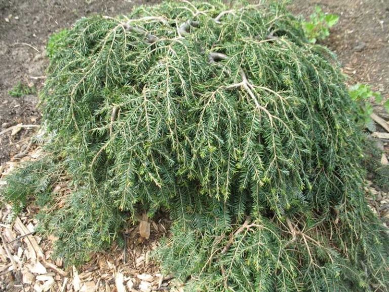 Tsuga canadensis ‘Coles Prostrate’ | Kiefer Nursery: Trees, Shrubs ...