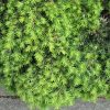 Tsuga canadensis 'Coles Prostrate' - Image 3