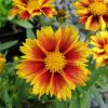 Coreopsis 'Li'l Bang Enchanted Eve' - Image 3
