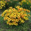Coreopsis 'Li'l Bang Enchanted Eve'