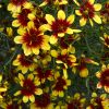 Coreopsis 'Bengal Tiger' - Image 2