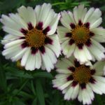 Coreopsis Big Bang(TM) ‘Star Cluster’ | Kiefer Nursery: Trees, Shrubs ...