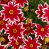 Coreopsis 'Ruby Frost' - Image 2