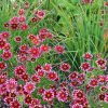 Coreopsis 'Ruby Frost' - Image 3