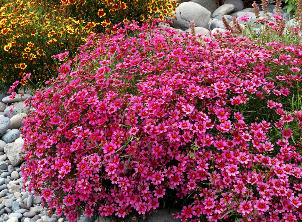 Coreopsis Kiefer Nursery Trees, Shrubs, Perennials